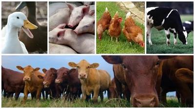 Säureelektrolyse Wasser / hypochlores saures Wasser könnte tierische Viren töten